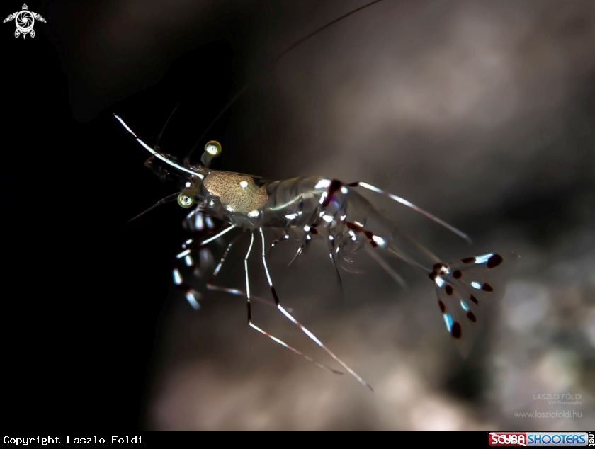 A Cleaner shrimp 