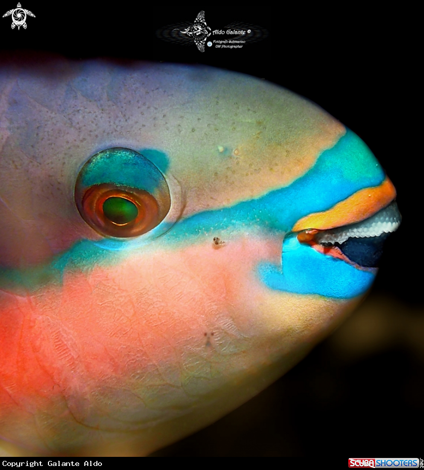 A Parrotfish