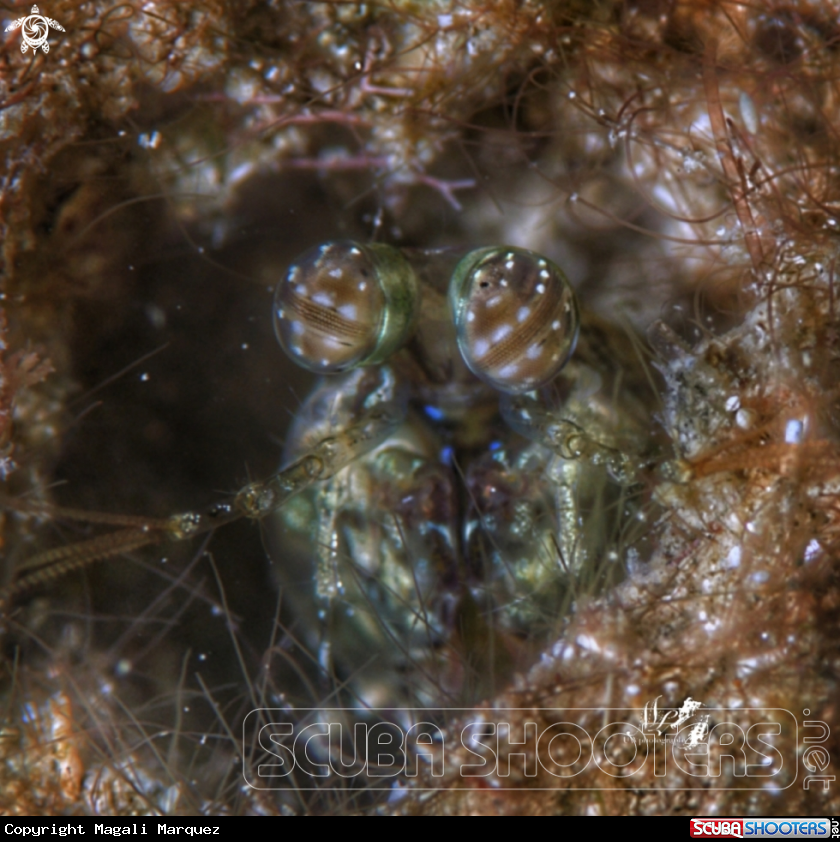 A Mantis Shrimp 