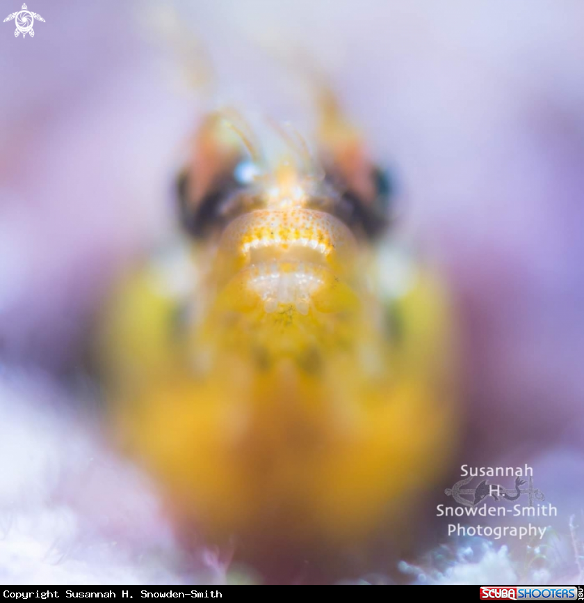 A Golden roughhead blenny