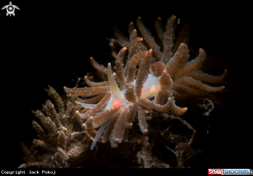 A Phyllodesmium sp.
