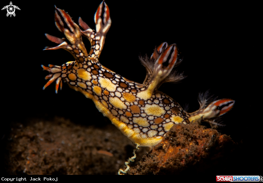 A Bornella anguilla