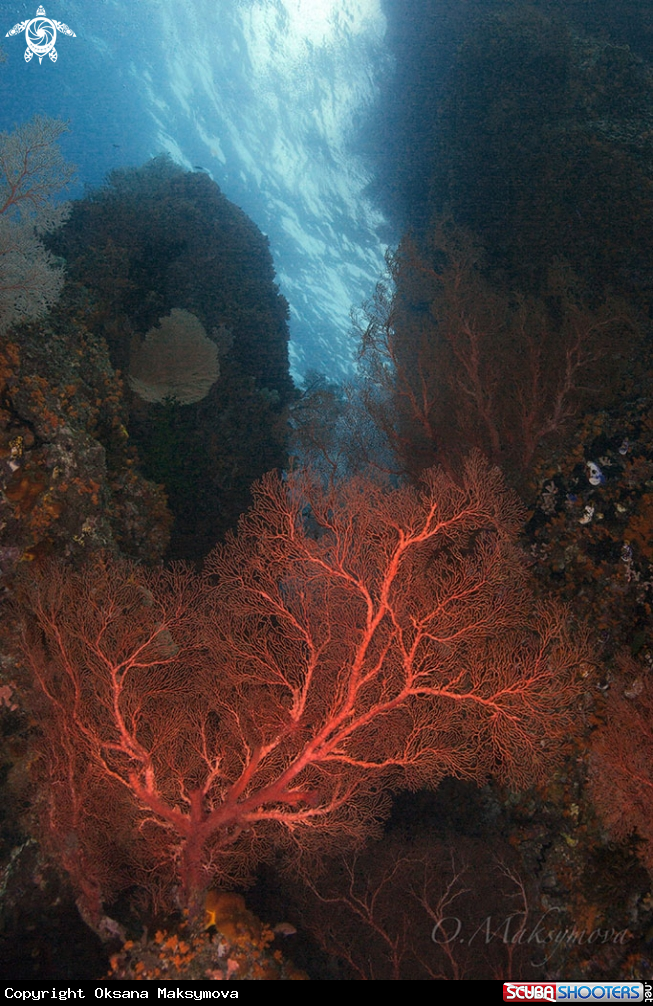 A Amazing beauty of the underwater world