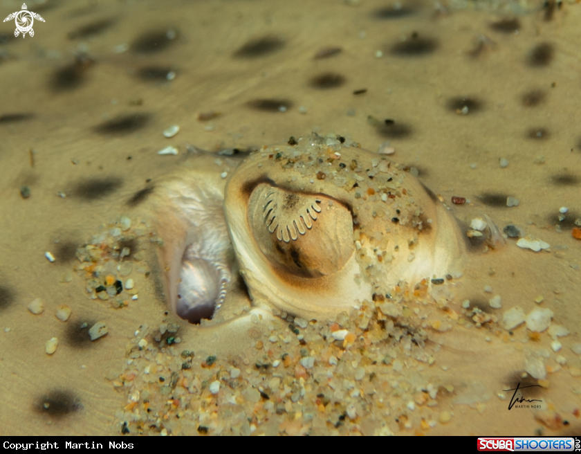 A Spotted Ray