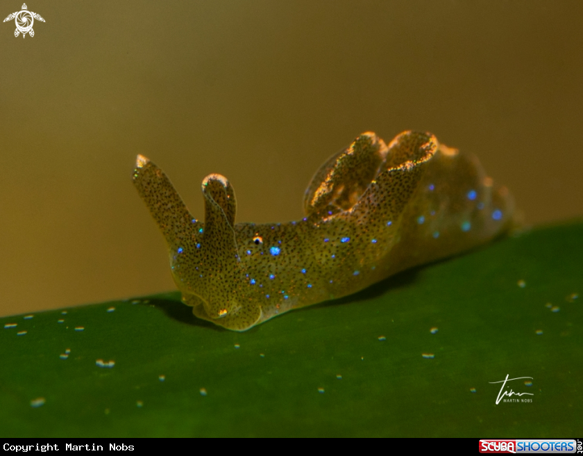 A Elysia translucens