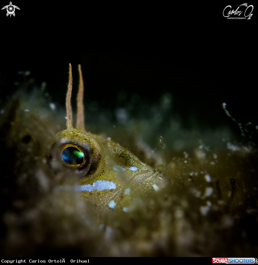 A Sphynx blenny