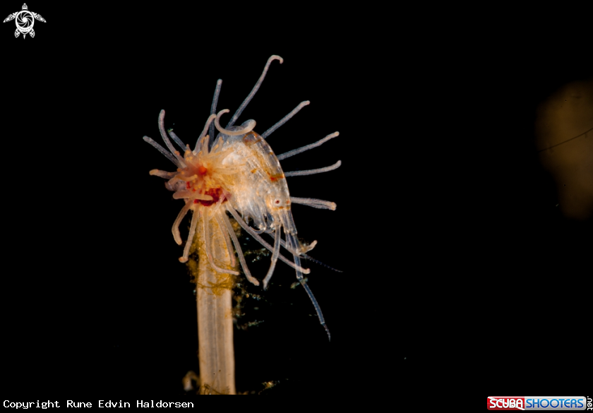 A Hydroid