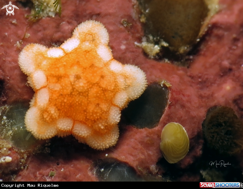A Sea Star