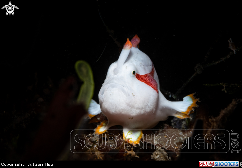 A Frogfish