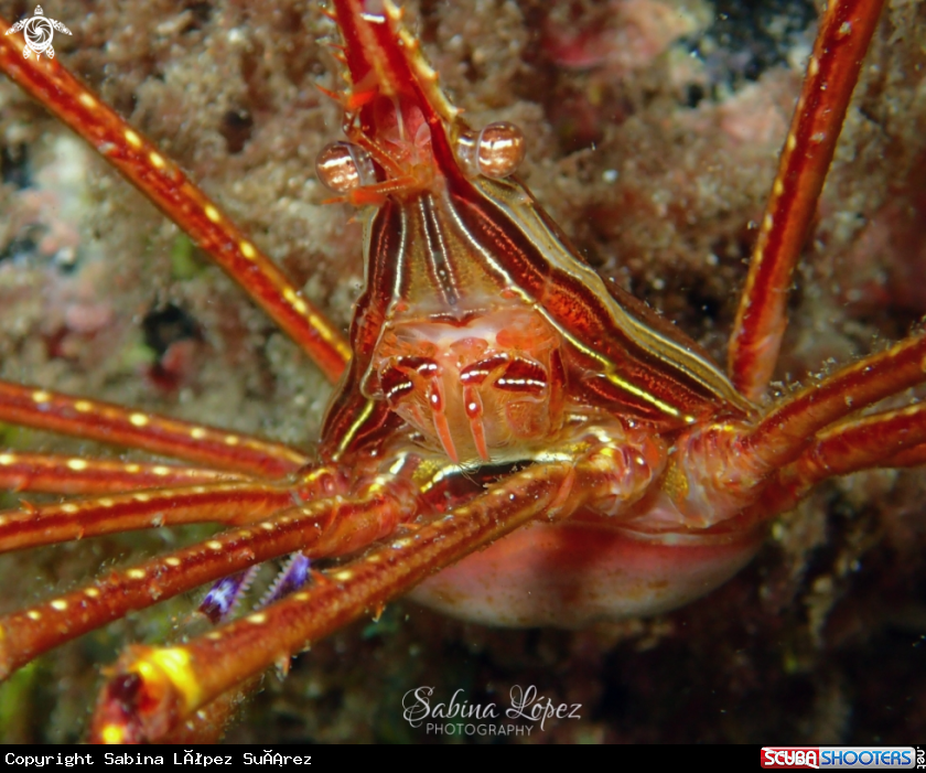A Stenorhynchus lanceolatus