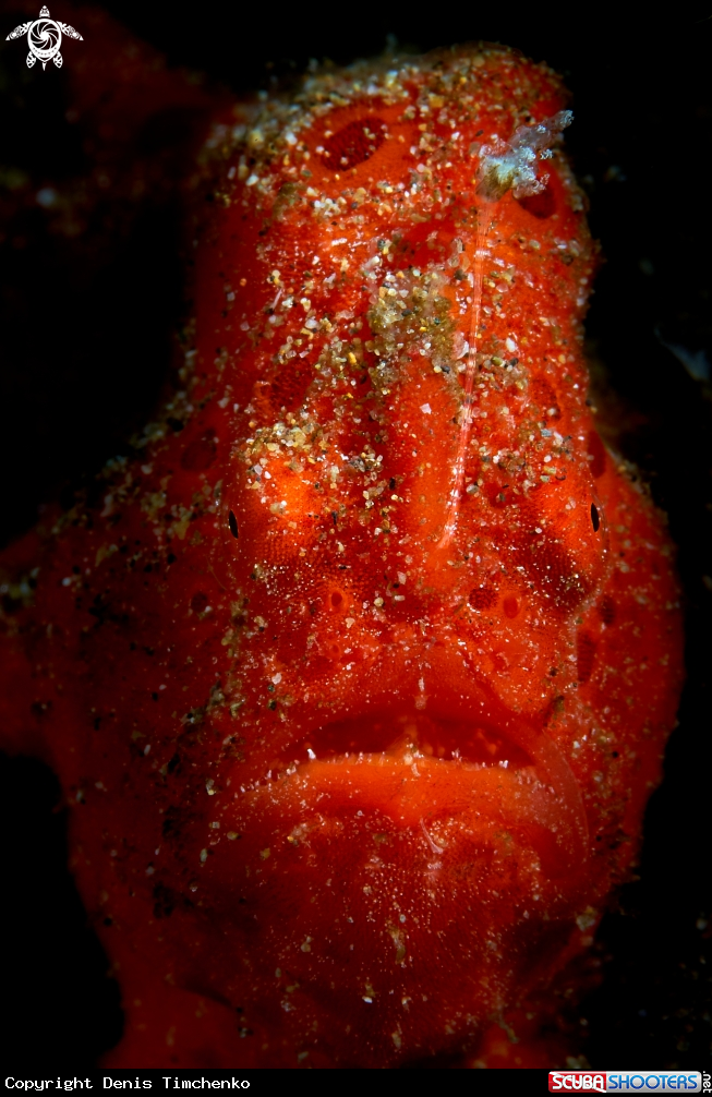 A FROGFISH