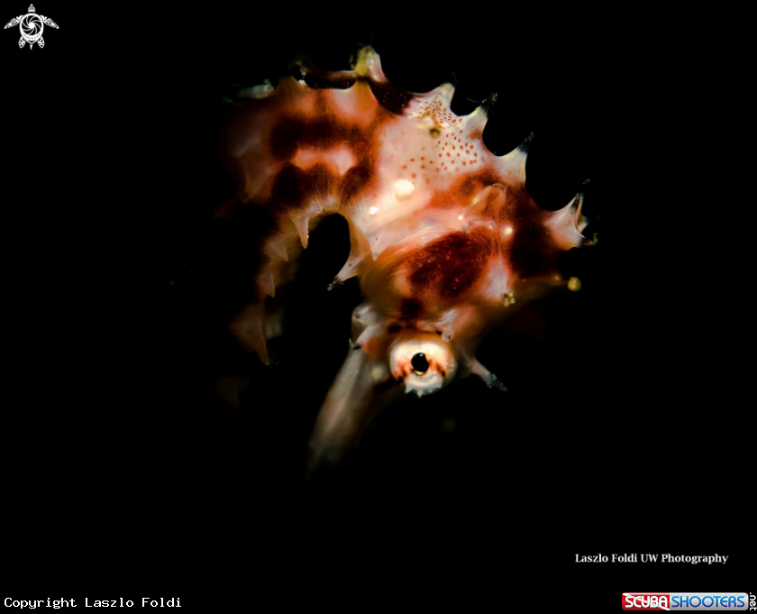 A Seahorse 
