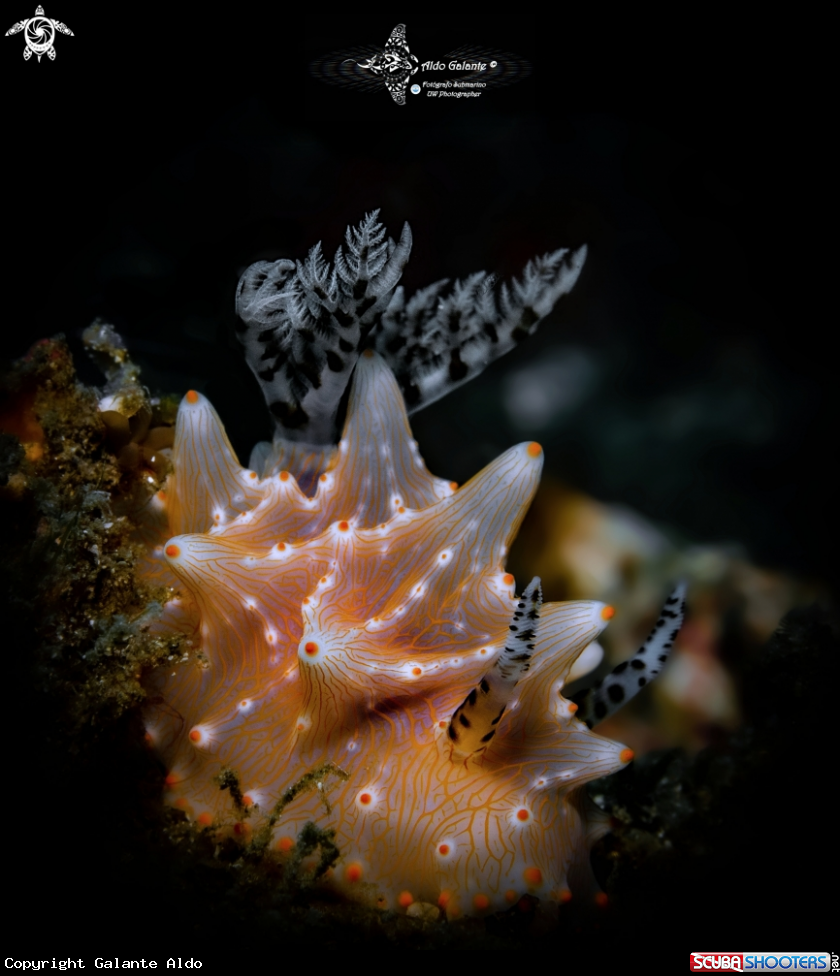 A Halgerda Nudibranch