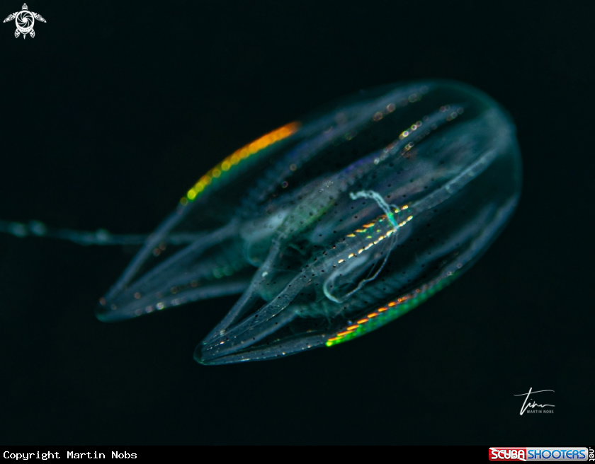 A Ctenophore