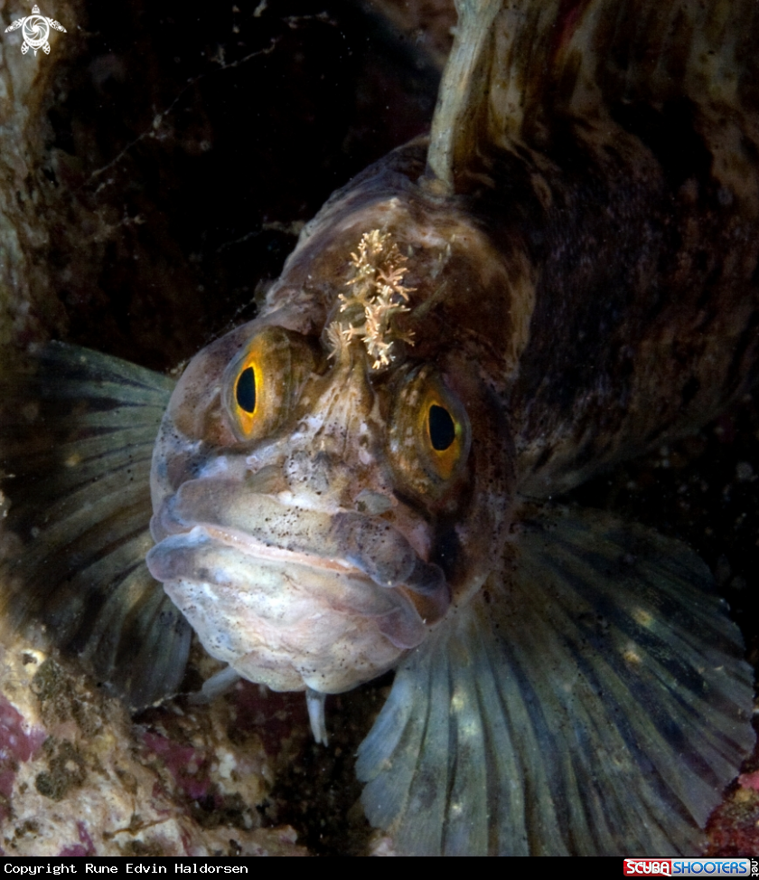 A Blenny