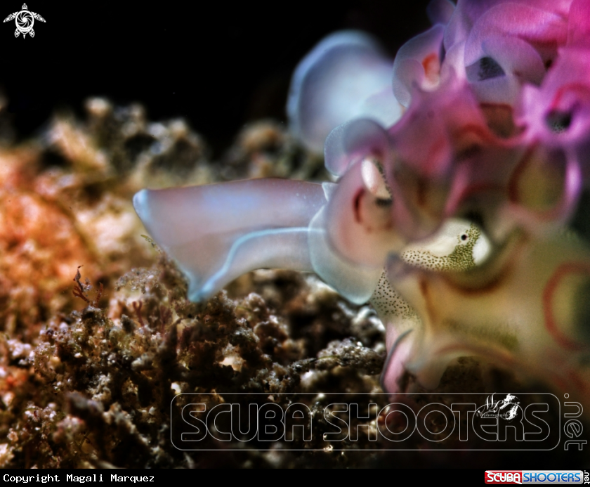 A Lettuce sea slug 