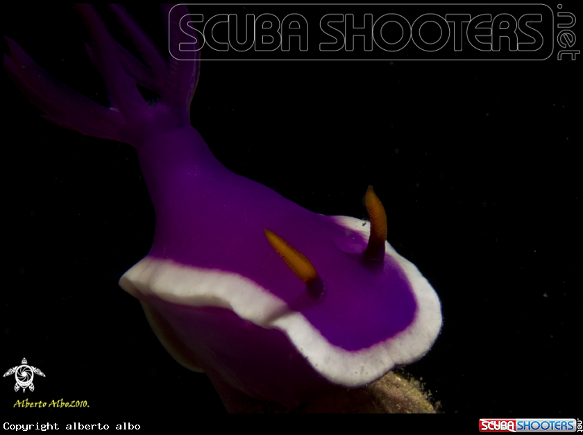 A underwater creature