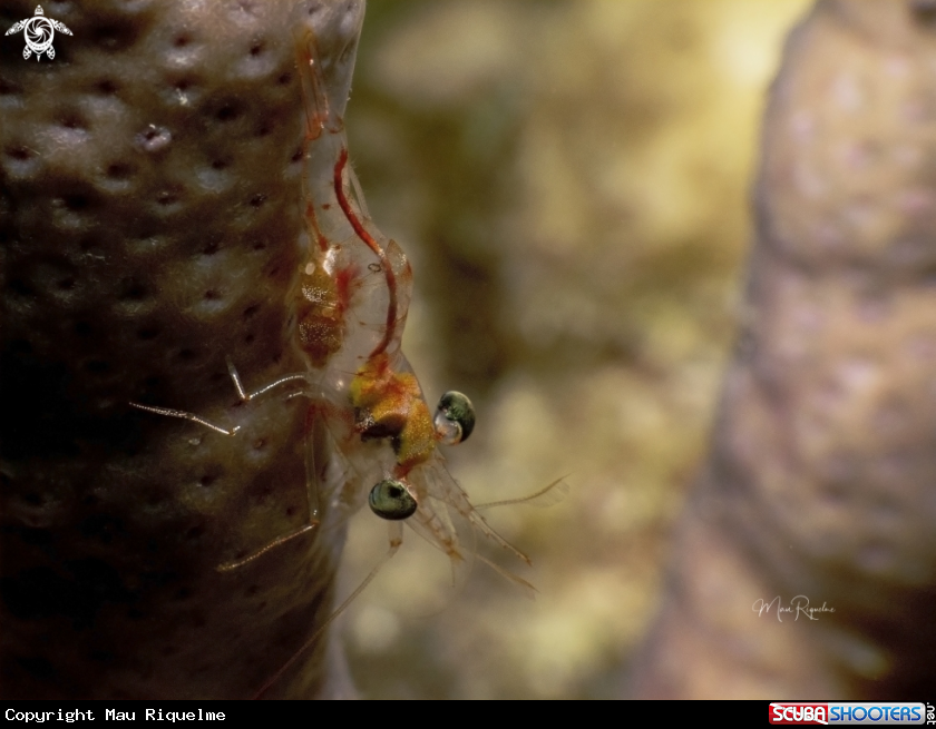 A Red Night Shrimp