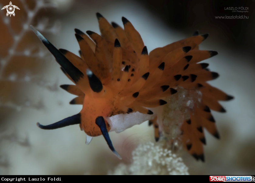 A Nudibranch
