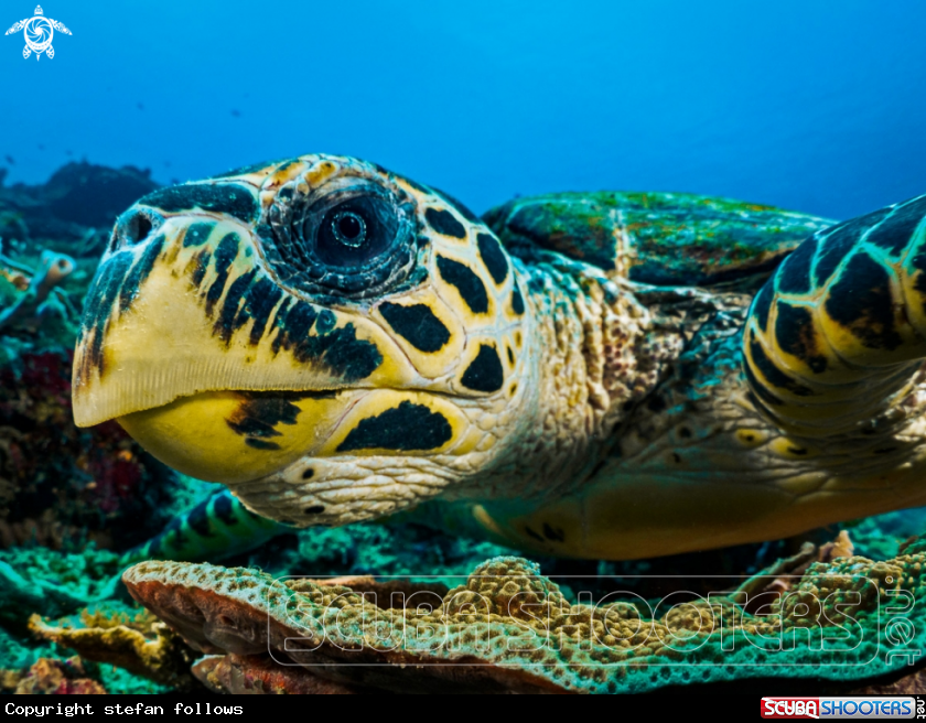 A Turtle, Hawksbill 