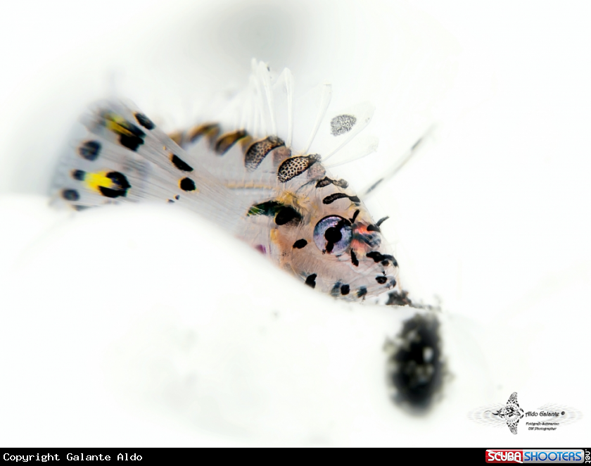 A Tiny Baby Scorpionfish