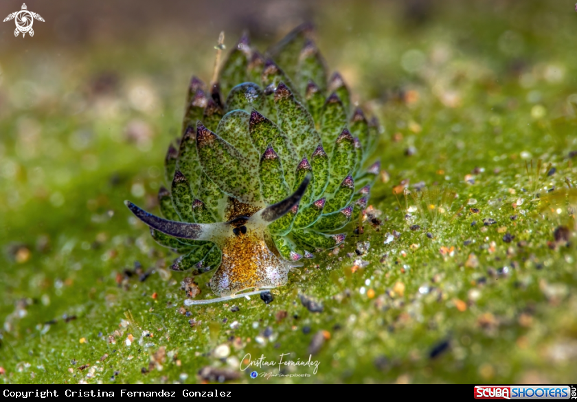 A Nudibranch