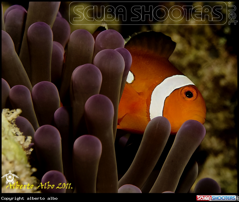 A underwater creature