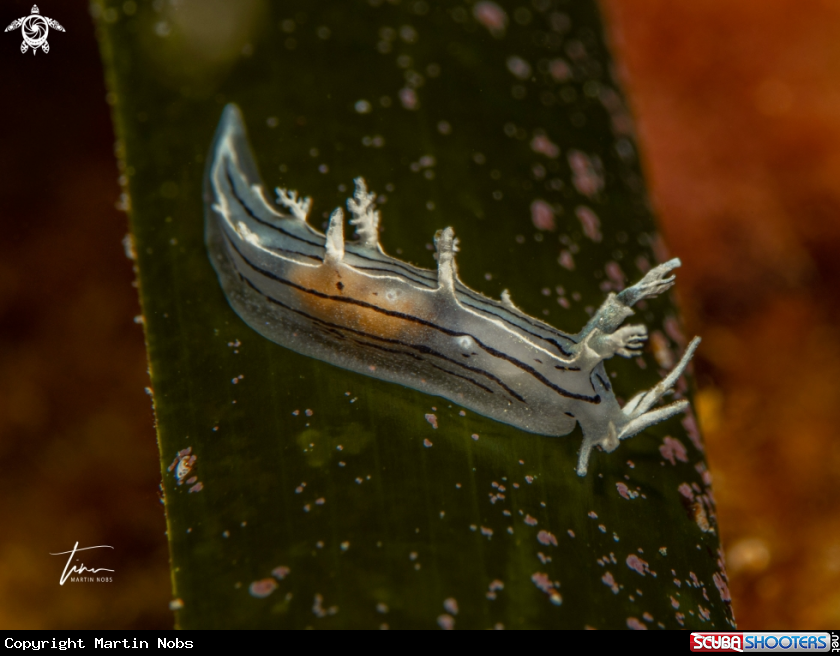 A Duvaucelia striata