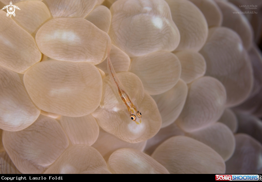 A Goby 