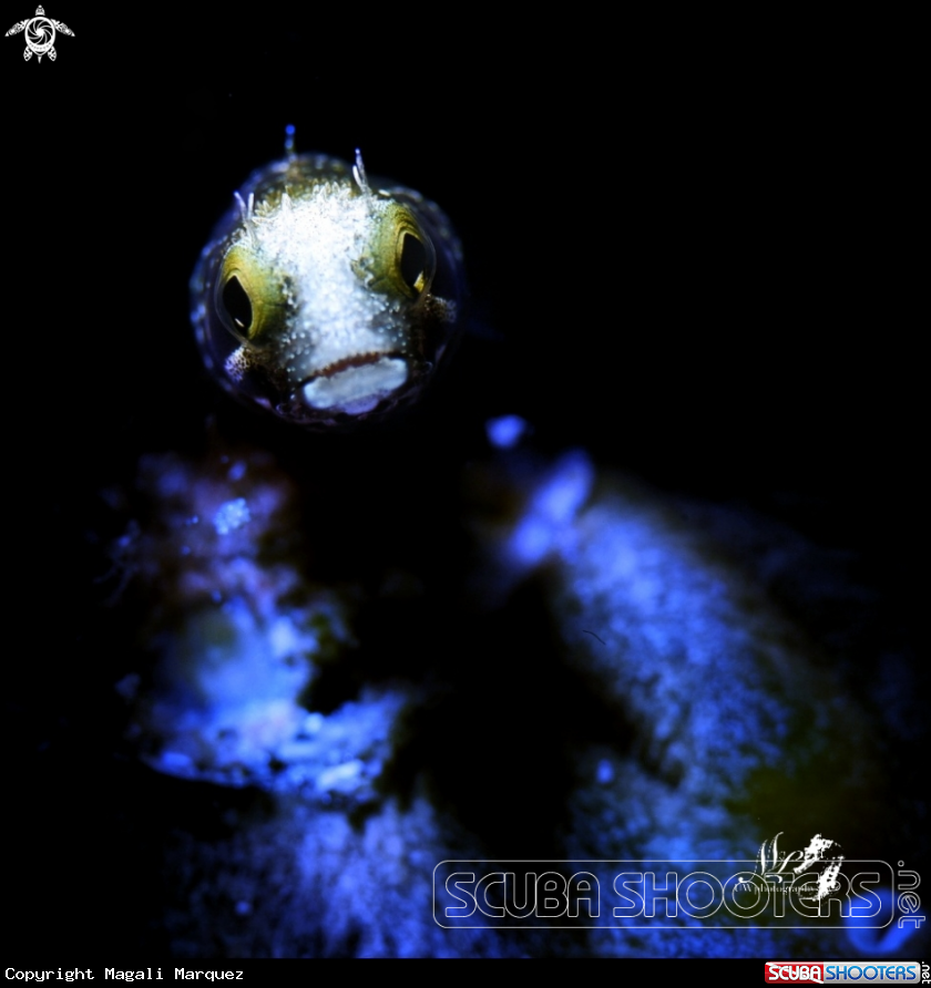 A Spinyhead Blenny 