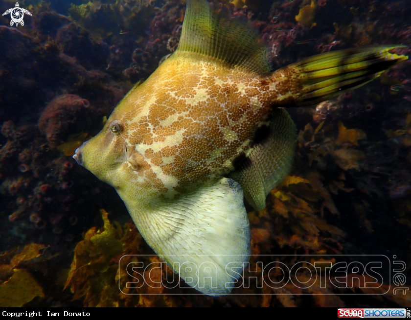 A fan-bellied leatherjacket