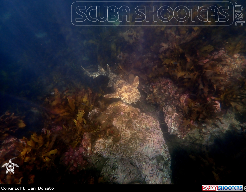 A Spotted wobbegong