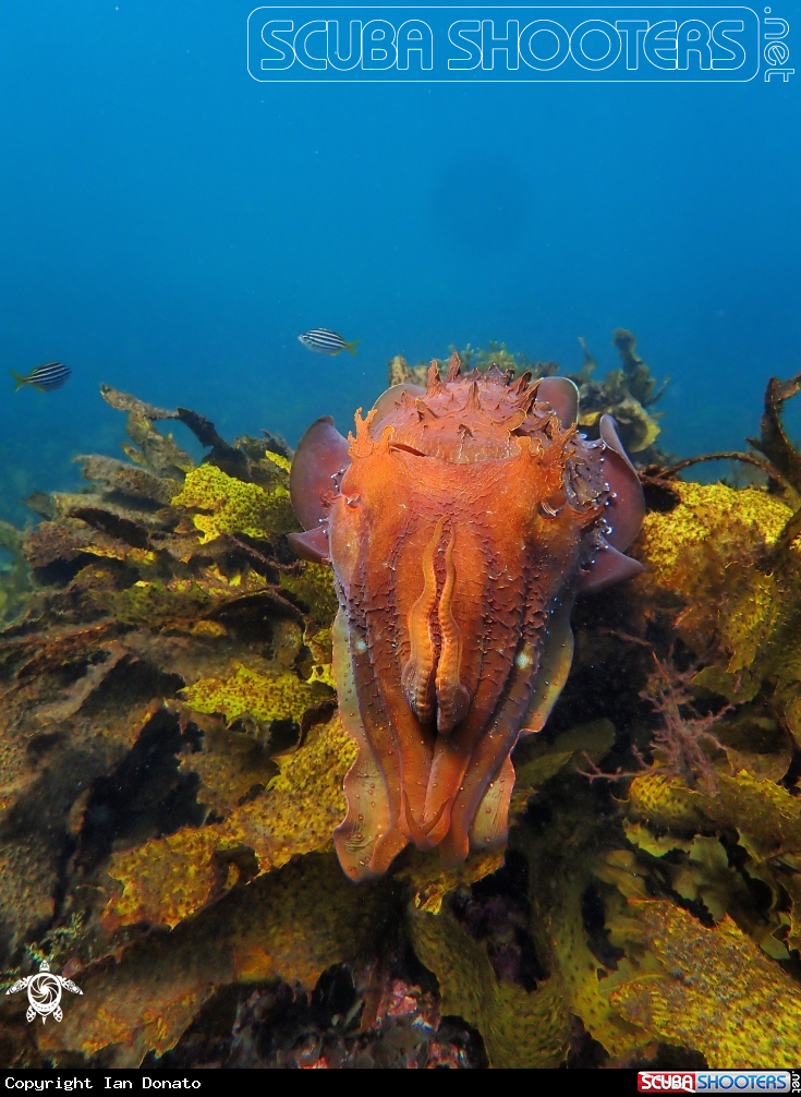 A Australian giant cuttlefish