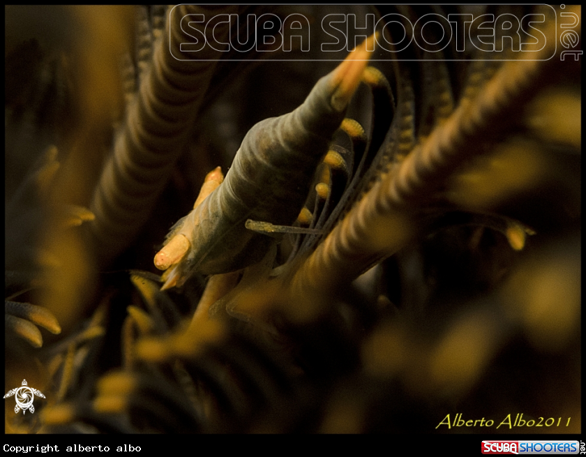 A underwater creature