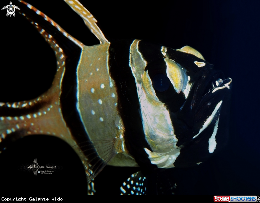 A Banggai Cardinalfish