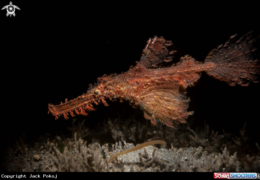 A Ornate Ghost pipefish