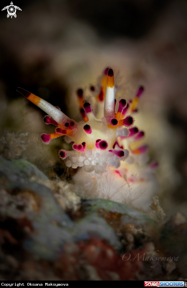 A Nudibranch Shaggy Aegires (Aegires villosus)
