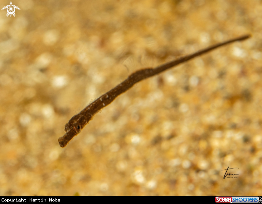 A Greater Pipefish