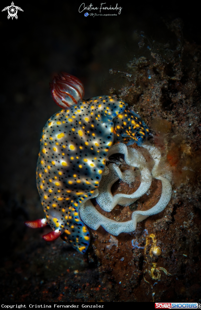 A Nudibranch