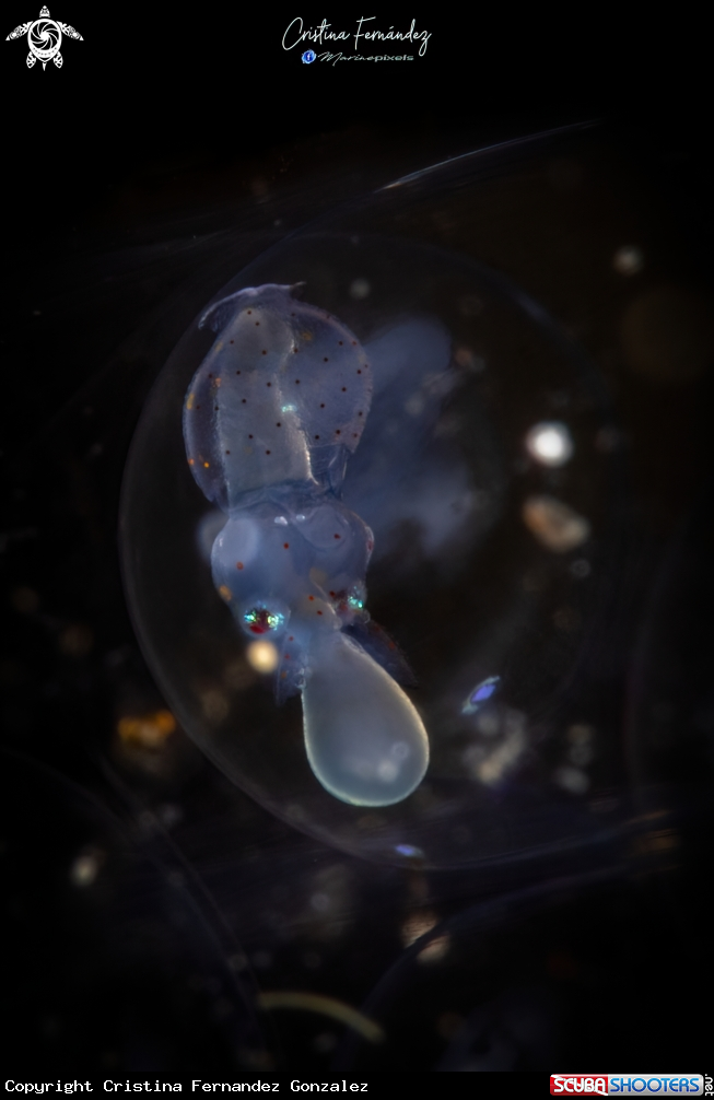 A Squid