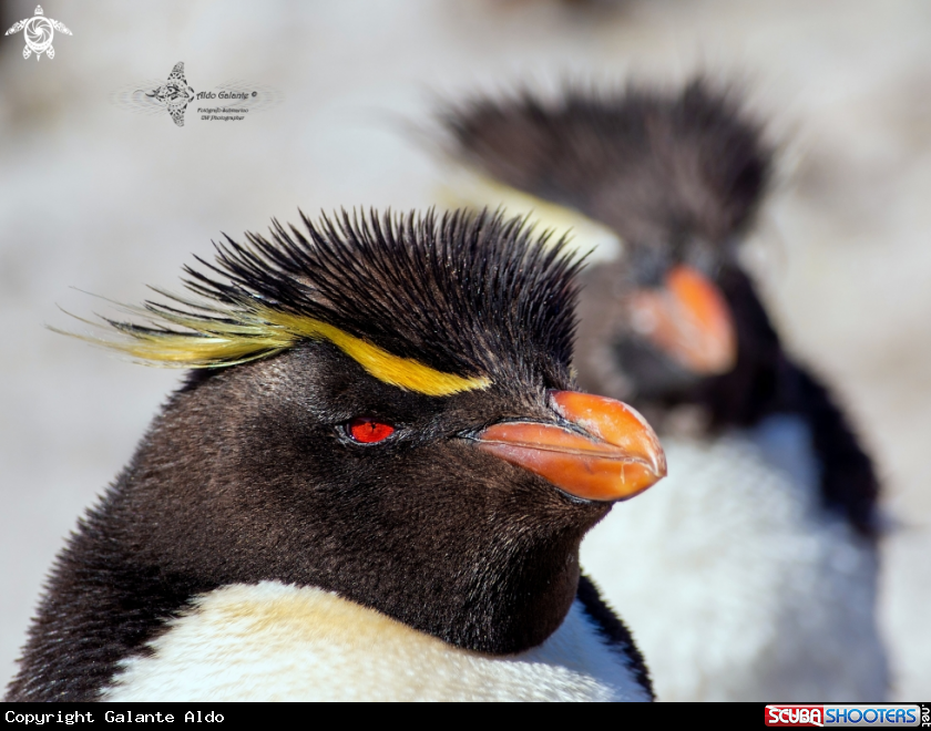 A Southern Rockhopper Penguin 