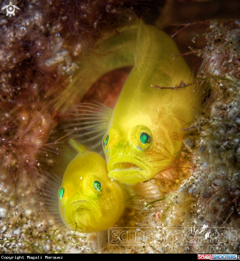 A Yellow Goby 