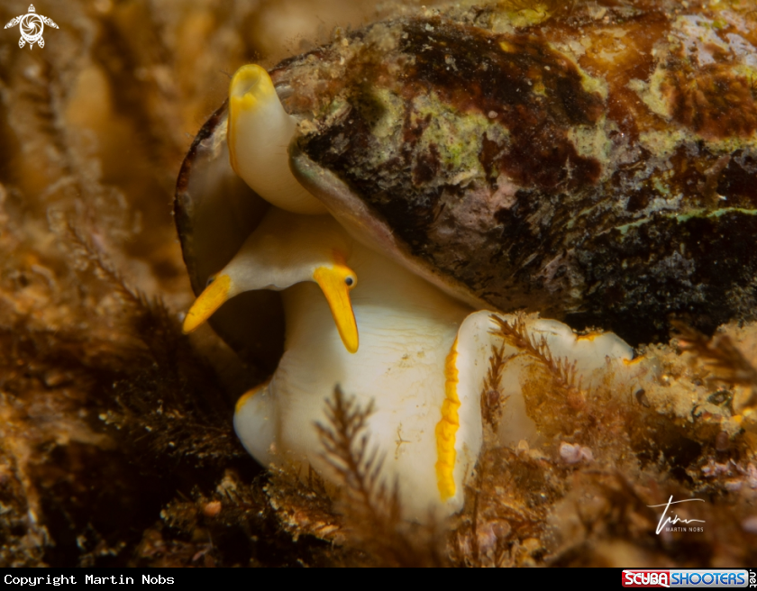 A Miter snail