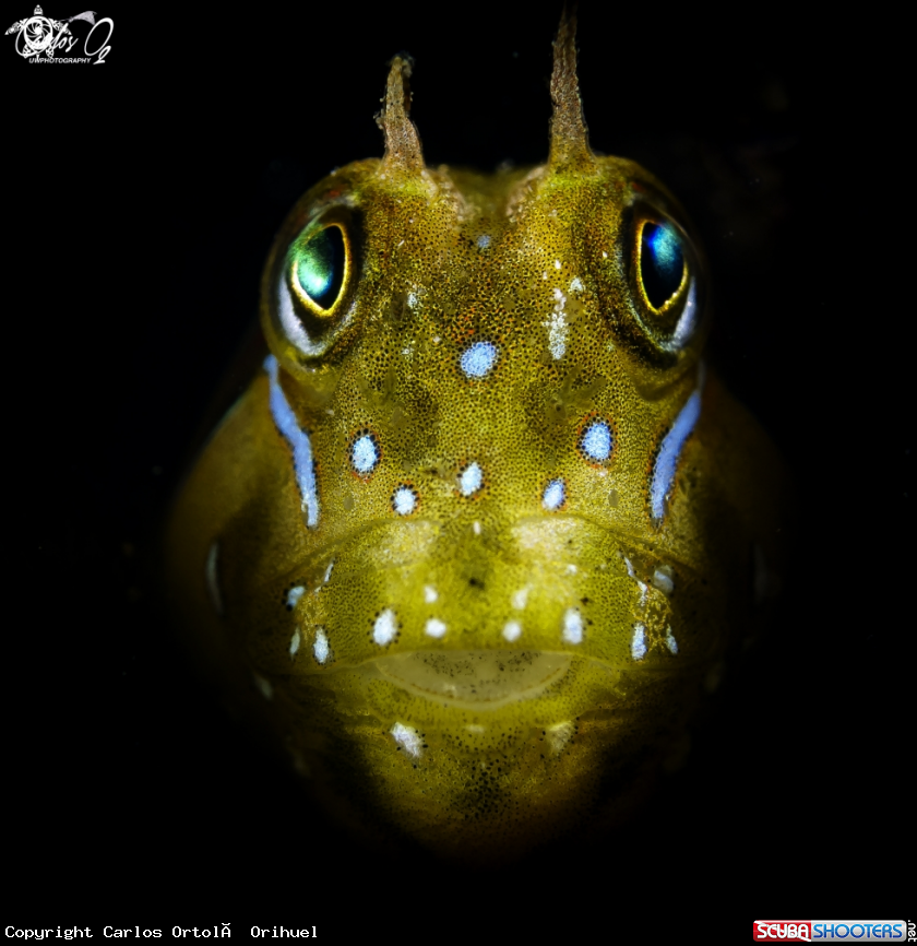 A Sphynx blenny
