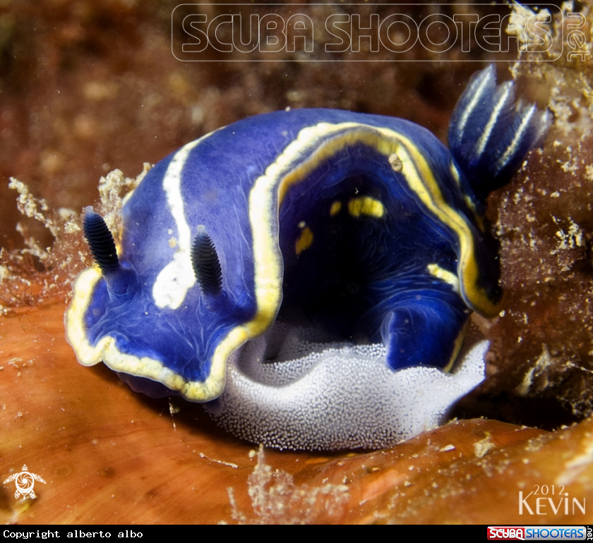 A underwater creature