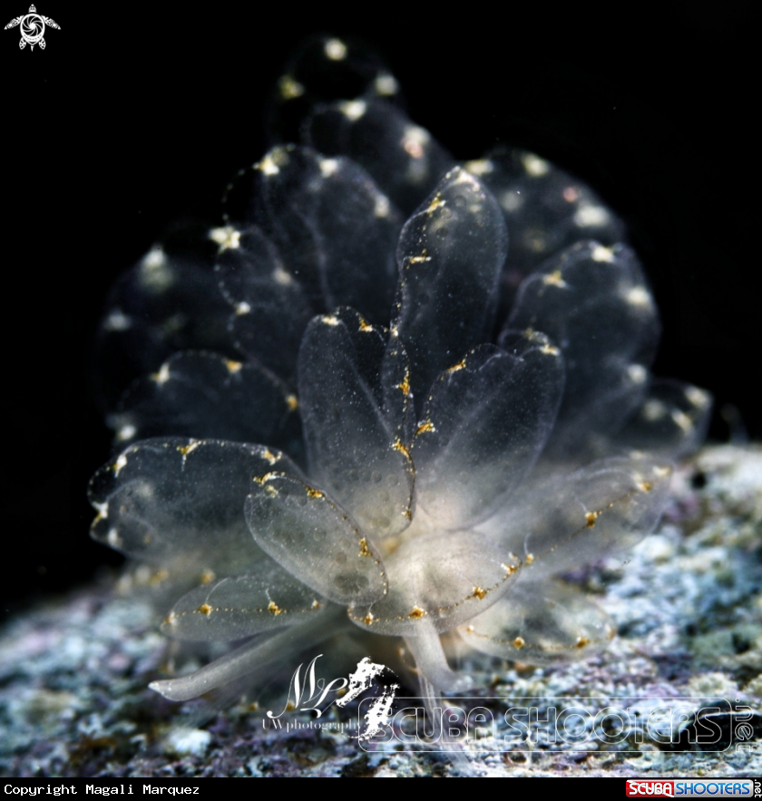 A Butterfly nudibranch 