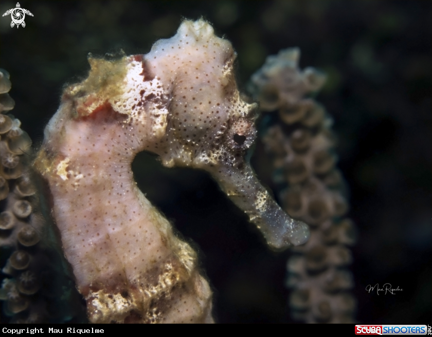 A Longsnout Seahorse