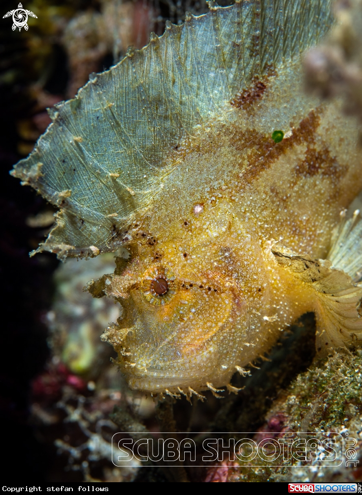 A Leaf Scorpionfish