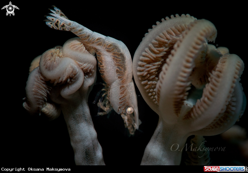 A Shrimp Hippolyte tenuicarpus 