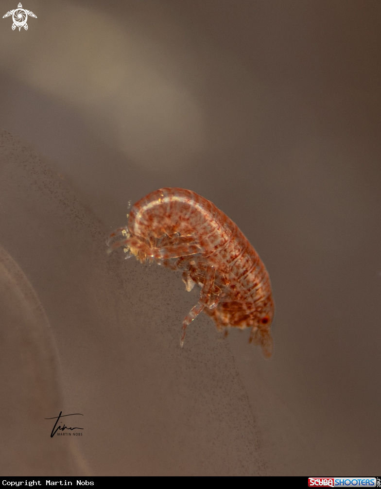 A Hyperiid amphipod